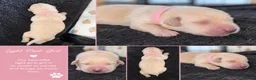 Goldador dogs for sale: Beautiful Goldador Puppies  - Advert 7