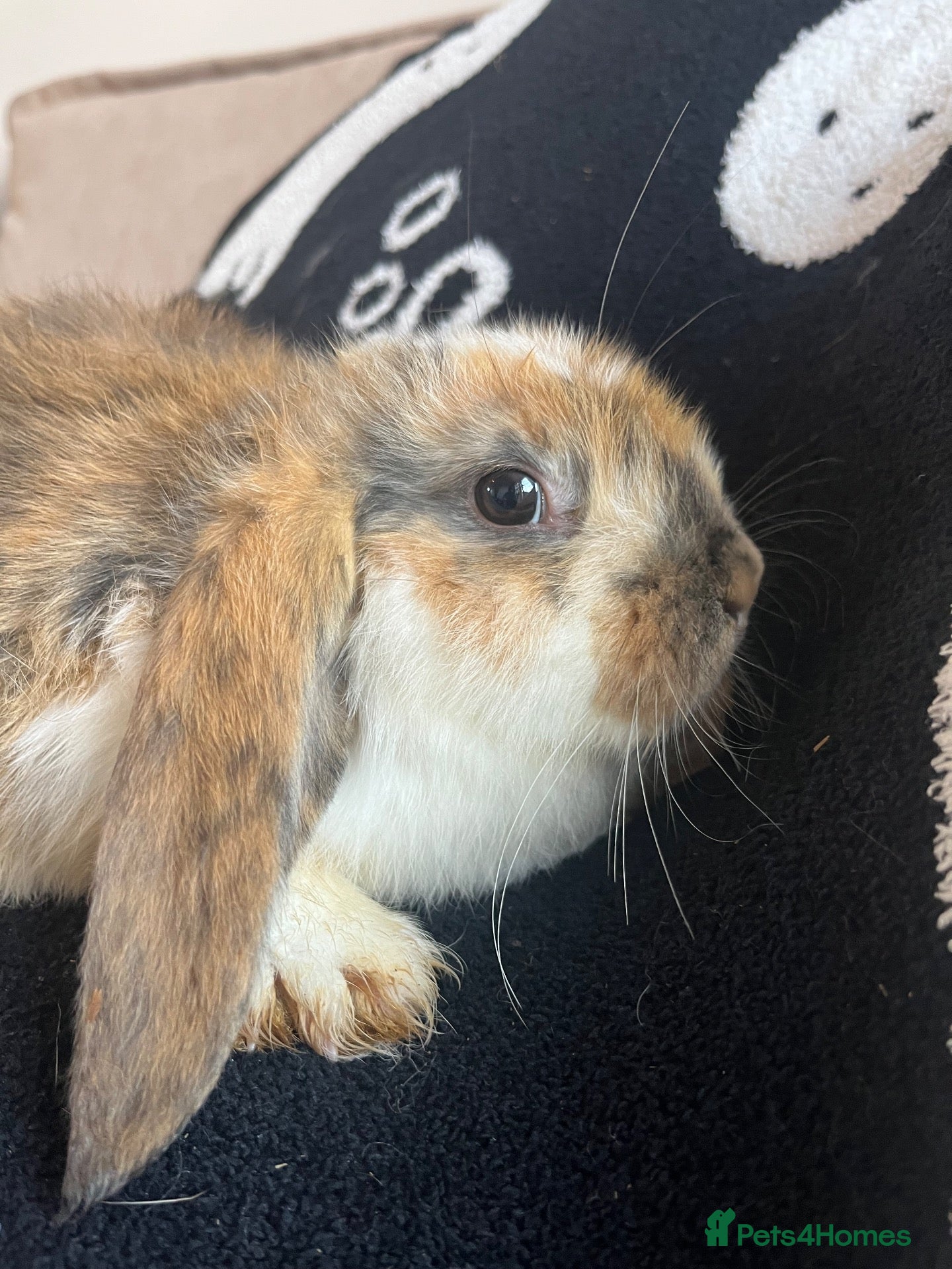 Mini Lop rabbits for sale: 🐰 Mini Lops Ready to Leave 🐰 - Advert 1