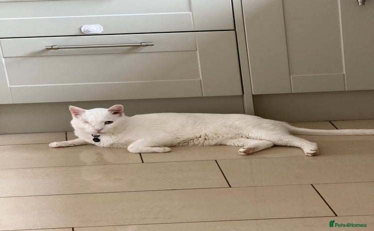 Arabian Mau cats - Advert 1