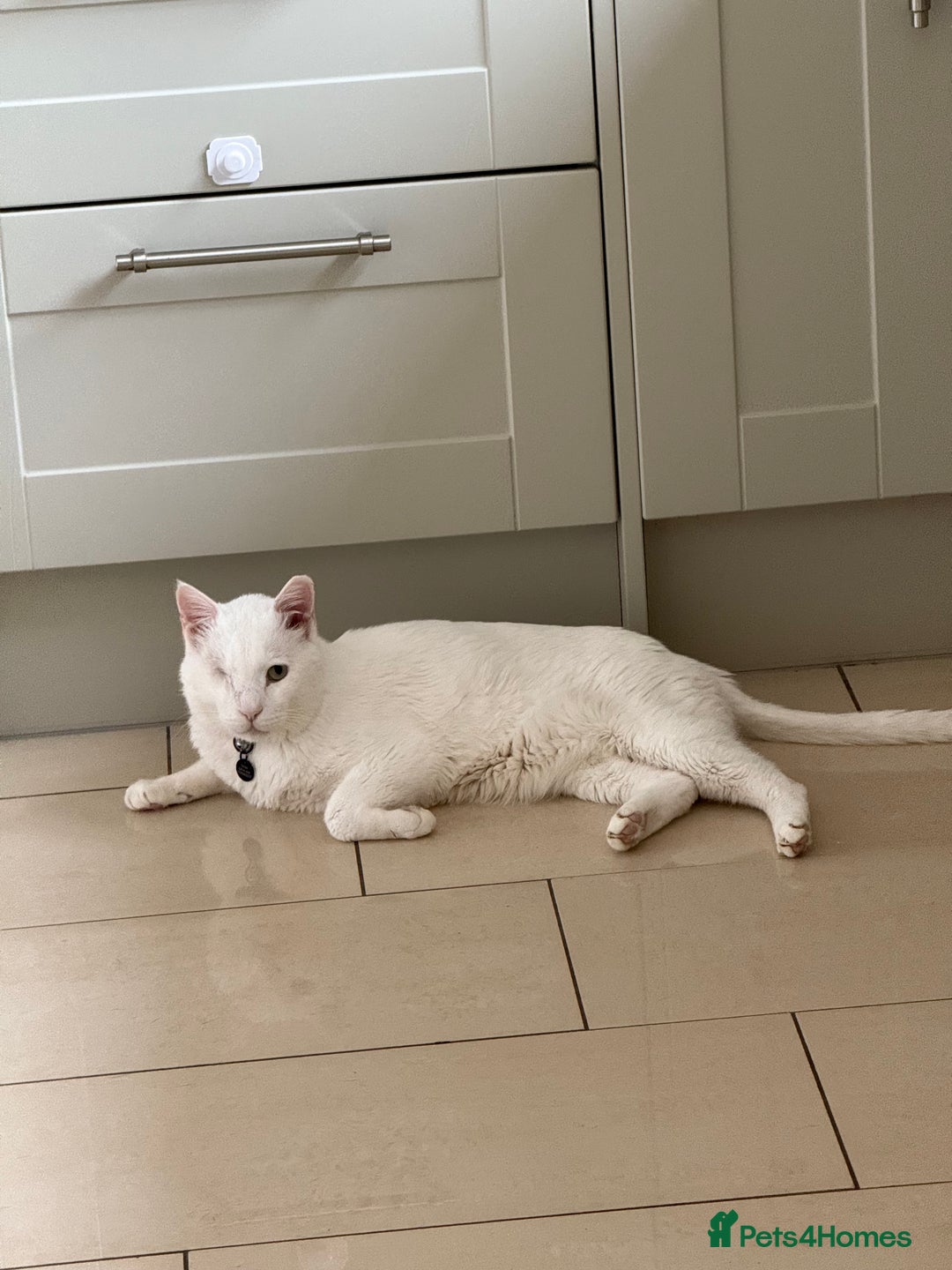 Arabian Mau cats for sale: William for rehoming - Image 1
