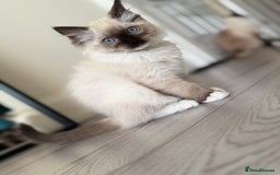 Ragdoll cats for sale: Beautiful Ragdol babies ready to leave  - Image 31