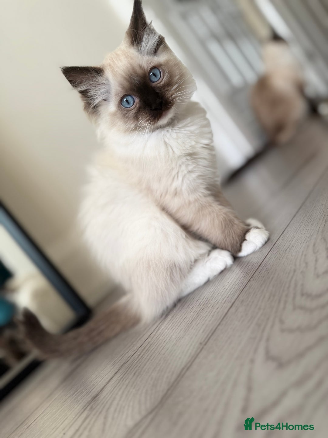Ragdoll cats for sale: Beautiful Ragdol babies ready to leave  - Image 31