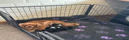Cavalier King Charles Spaniel dogs for sale: * KC Reg Health Tested Puppies *  - Advert 9
