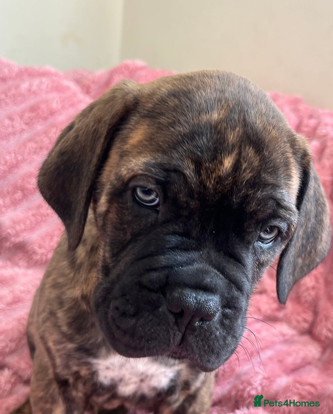 Mixed Breed dogs for sale: MastiffxCane Corso puppies⭐️Ready Now!! - Image 30