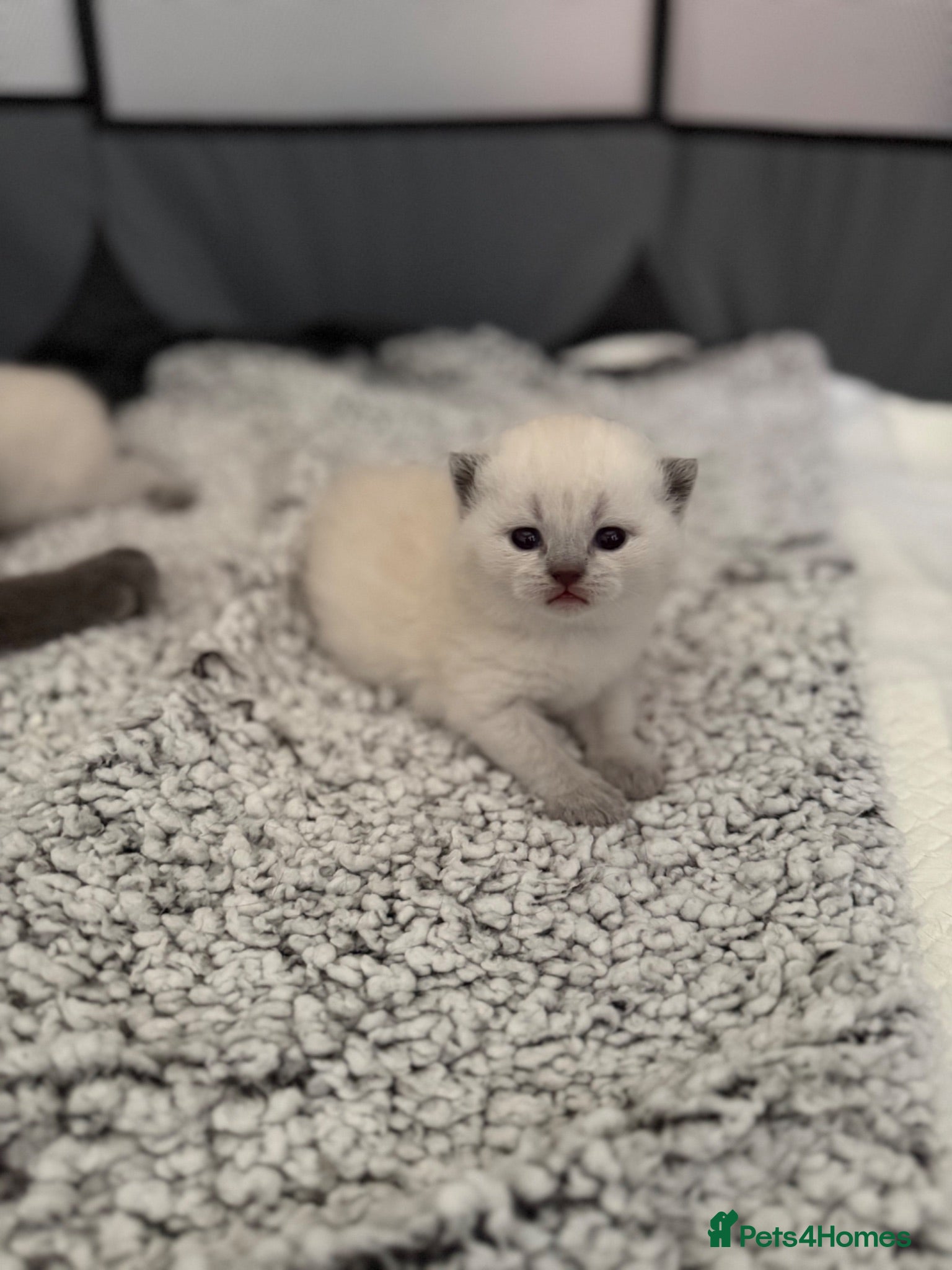 British Shorthair cats British shorthair kittens - Advert 1
