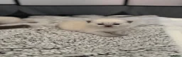 British Shorthair cats for sale: British shorthair kittens in Rochdale - Advert 1