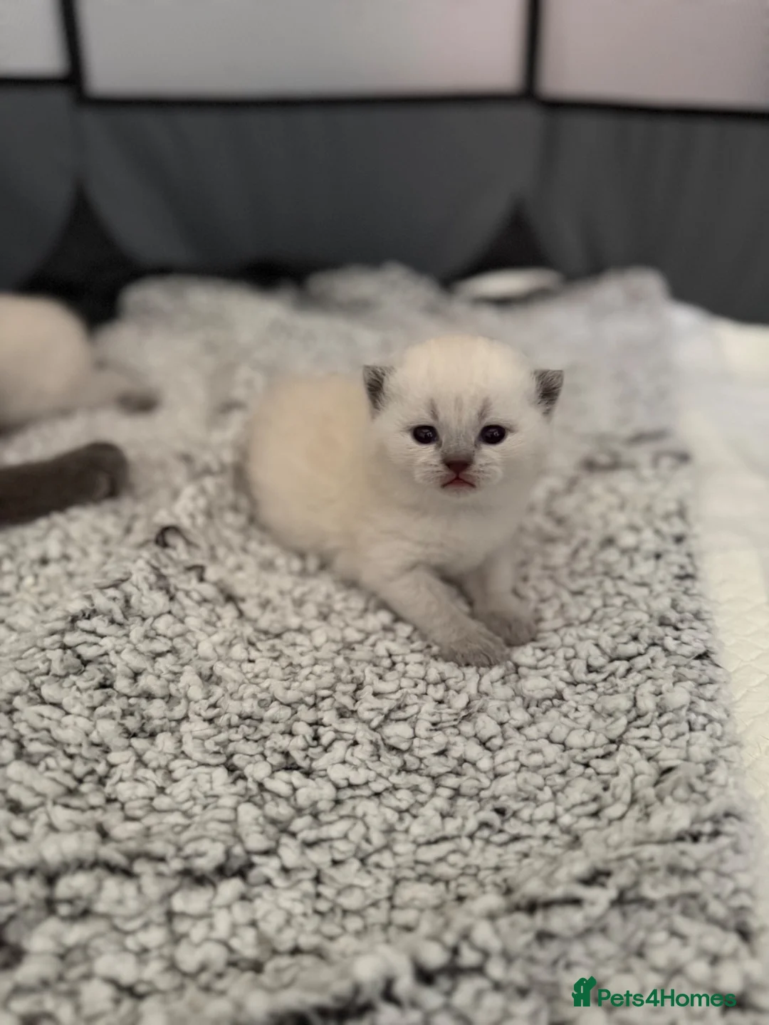 British Shorthair cats for sale: British shorthair kittens in Rochdale - Advert 1