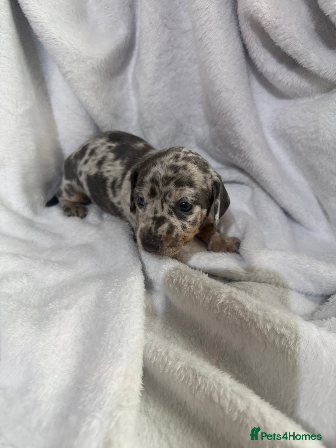 Dachshund dogs for sale: 4 dachshund puppies all females - Advert 10
