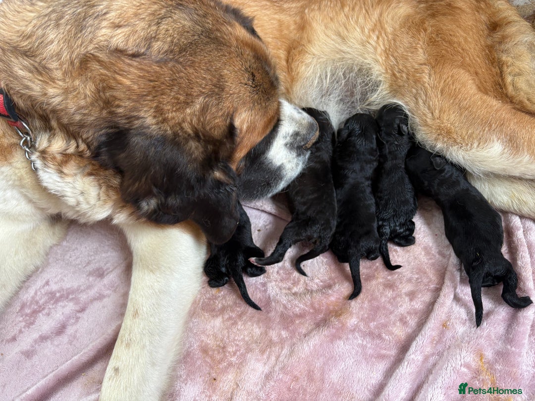 Bernedoodle dogs for sale: f1 St Berdoodle Pups - Image 4