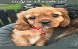 Cavalier King Charles Spaniel dogs for sale: 5 King Charles Ruby & Blenheim Puppies  - Image 3
