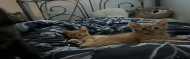 Ginger boy 
