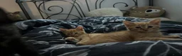 Mixed Breed cats for sale: Beautiful kittens for sale!  - Advert 3