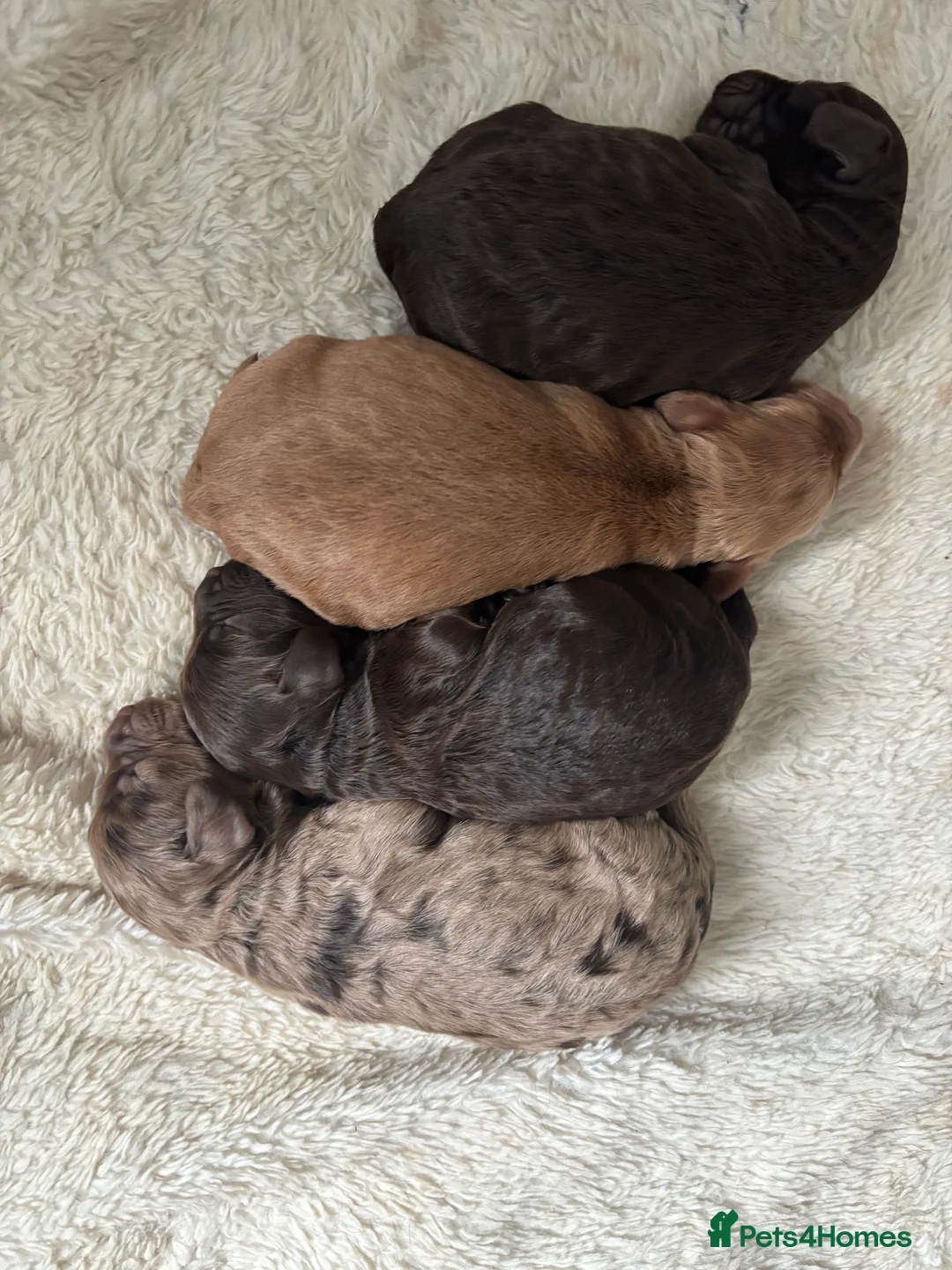 Cockapoo dogs for sale: F1 cockapoos  - Advert 13