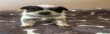 Australian Cattle Dog 1