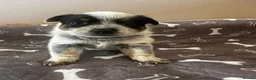 Australian Cattle Dog dogs for sale: Stunning cattle dogs waiting list now open - Advert 8