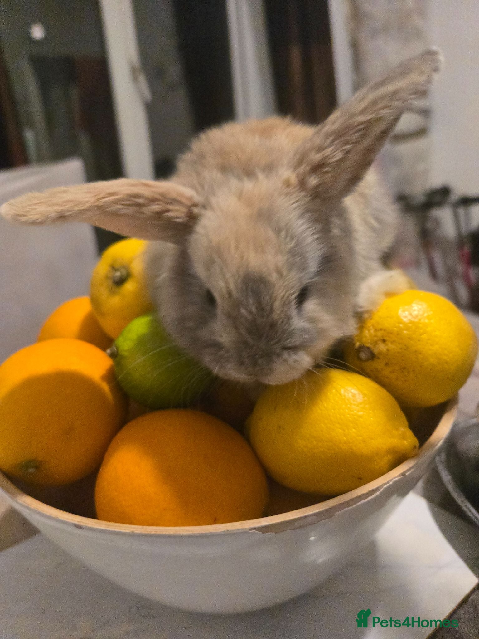 Mixed Breed rabbits Beautiful bunnies 🐰 for sale  - Advert 1