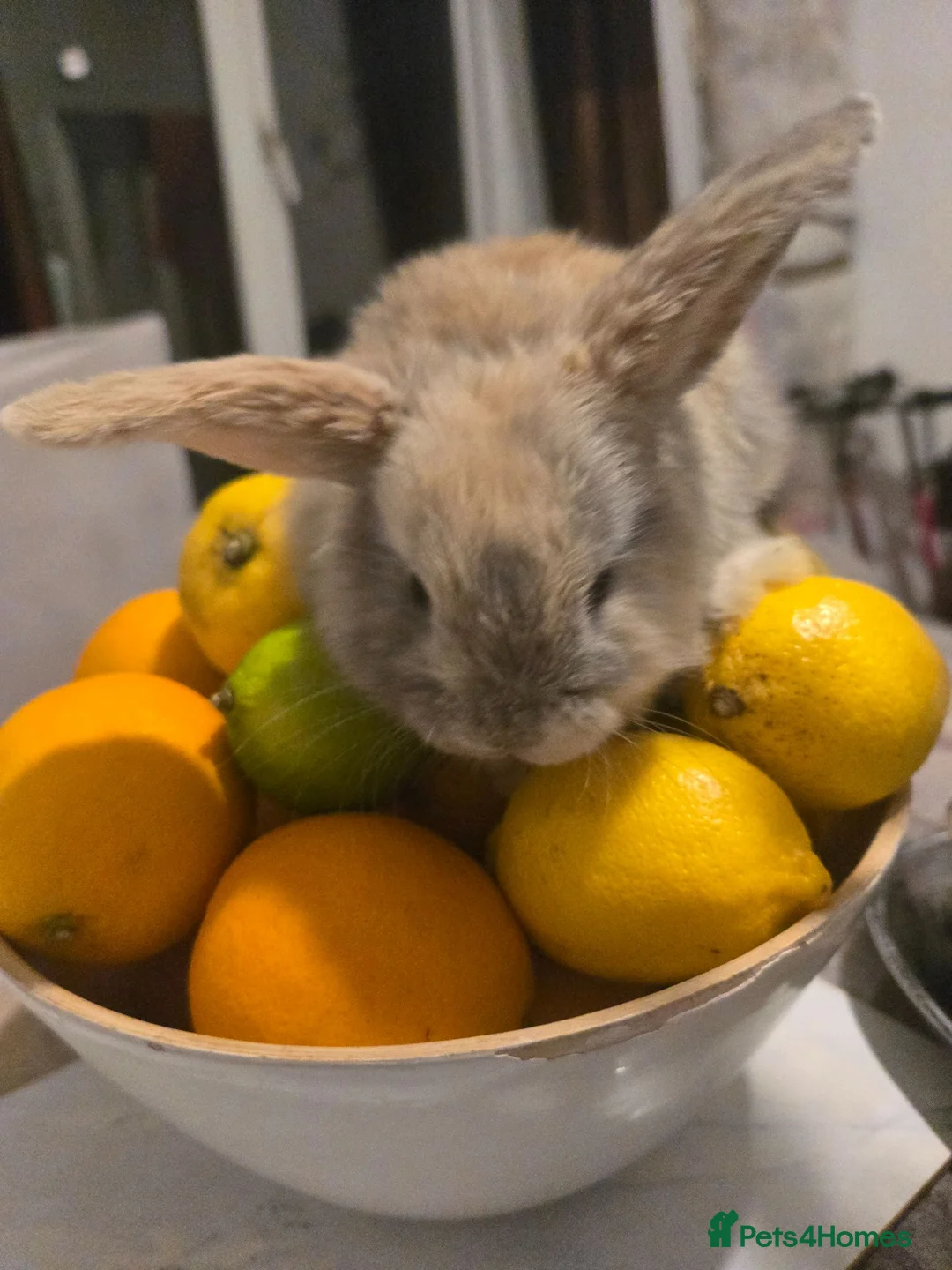 Mixed Breed rabbits for sale: Beautiful bunnies 🐰 for sale  in Coventry - Advert 1