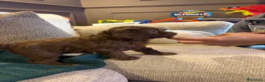 Cockapoo 1