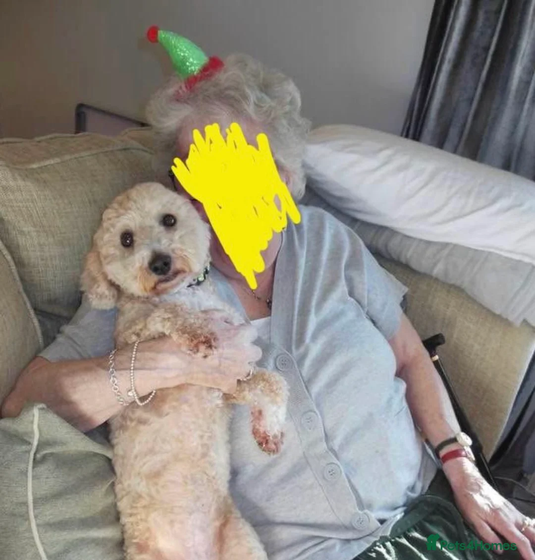 Poochon dogs for sale: Teddy- female Poochon - Advert 2