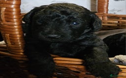 Mixed Breed dogs for sale: Bedlington x Poodle Puppies - Image 1