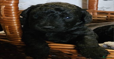 Mixed Breed dogs - Advert 10