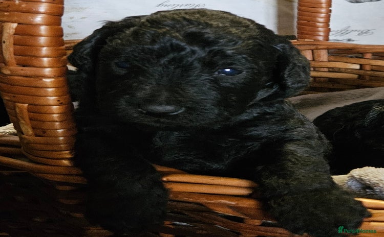 Mixed Breed dogs - Advert 2