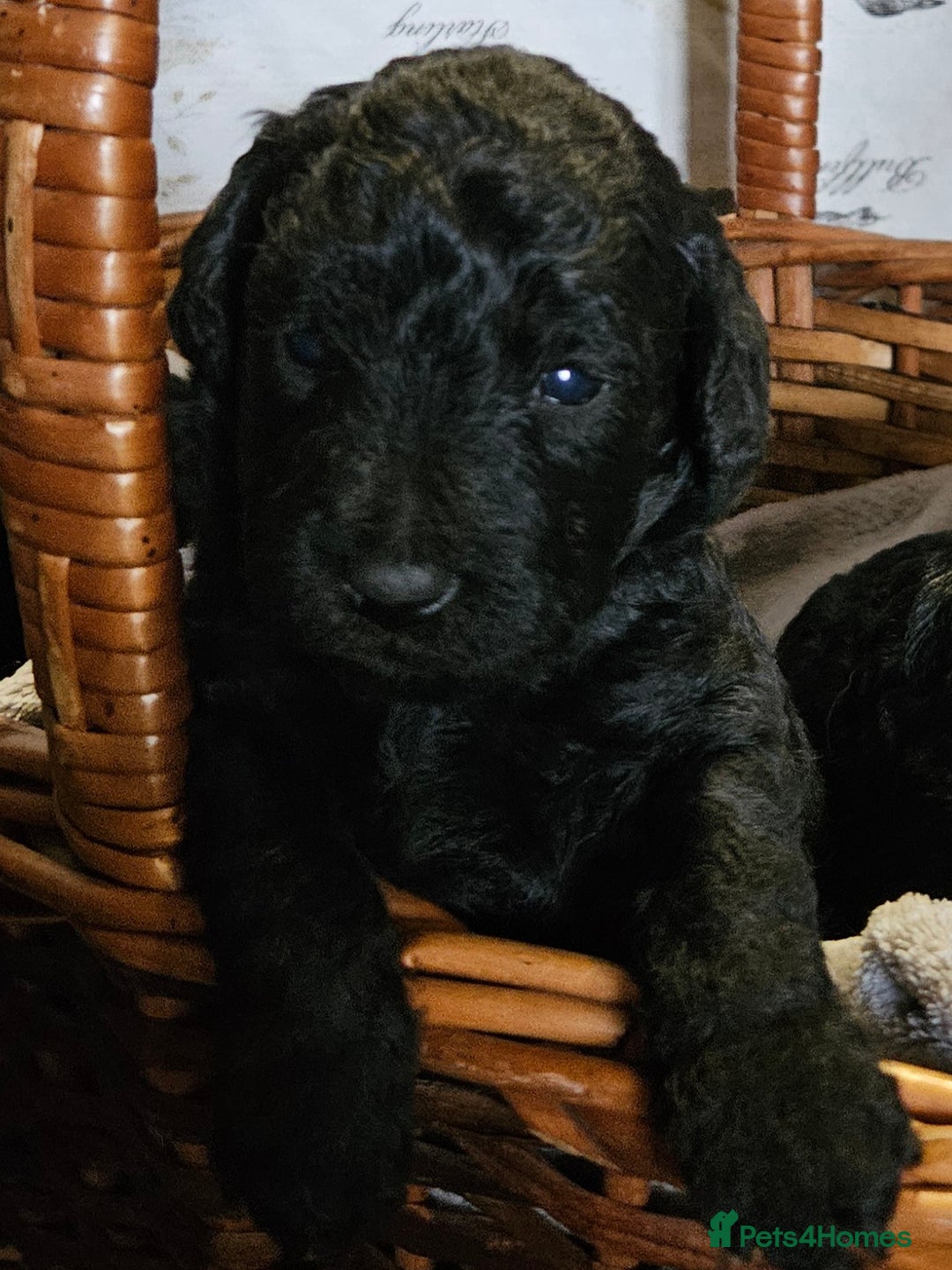 Mixed Breed dogs for sale: Bedlington x Poodle Puppies - Image 1