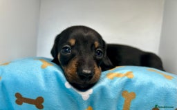 Miniature Dachshund dogs for sale: Miniature Dachshund - 1 Black and tan girl left - Image 30