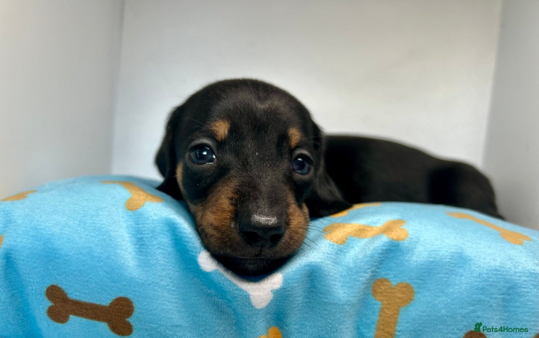 Miniature Dachshund dogs for sale: Miniature Dachshund - 1 Black and tan girl left - Image 30