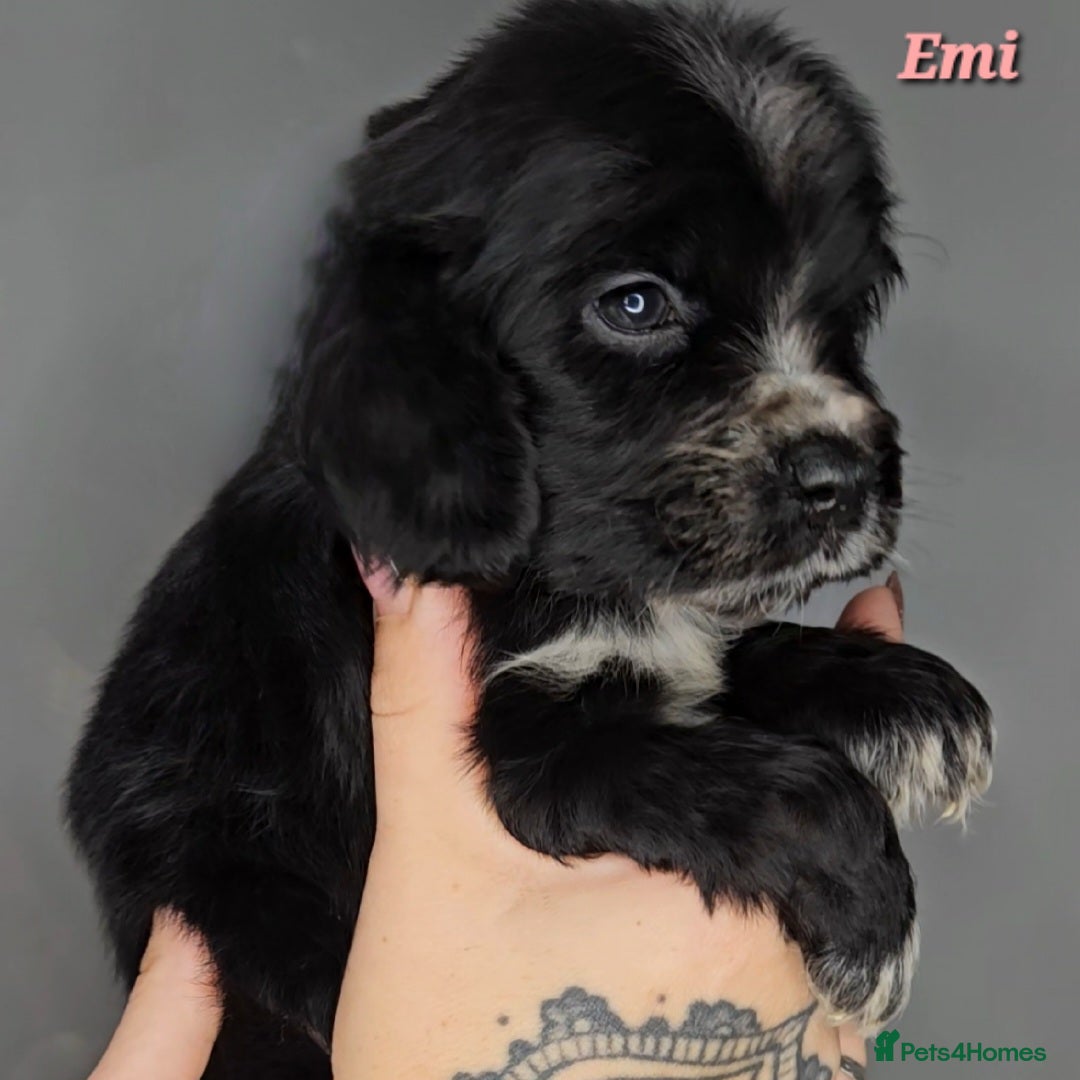 Cocker Spaniel dogs for sale: Exceptional Pedigree Show Type English Cockers  - Image 29
