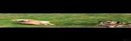 Golden Retriever dogs for stud: Golden retriever stud proven  - Advert 23
