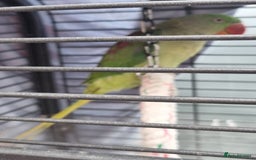 Parrots birds for sale: Alexandrian male parrot 11 months old talking - Image 5