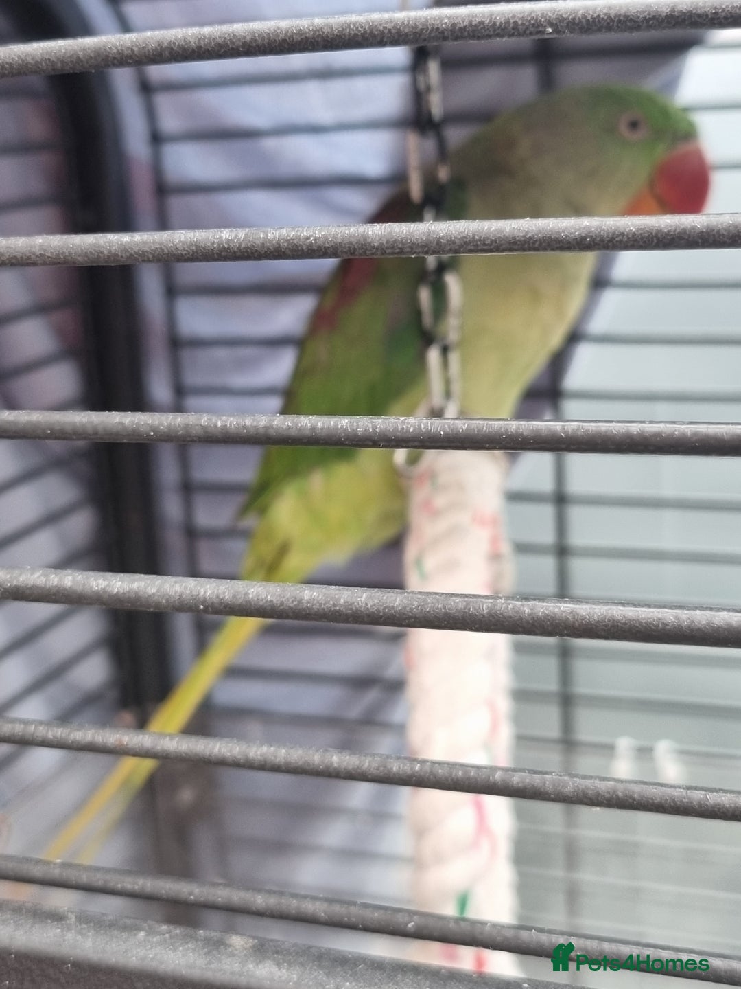 Parrots birds for sale: Alexandrian male parrot 11 months old talking - Image 5