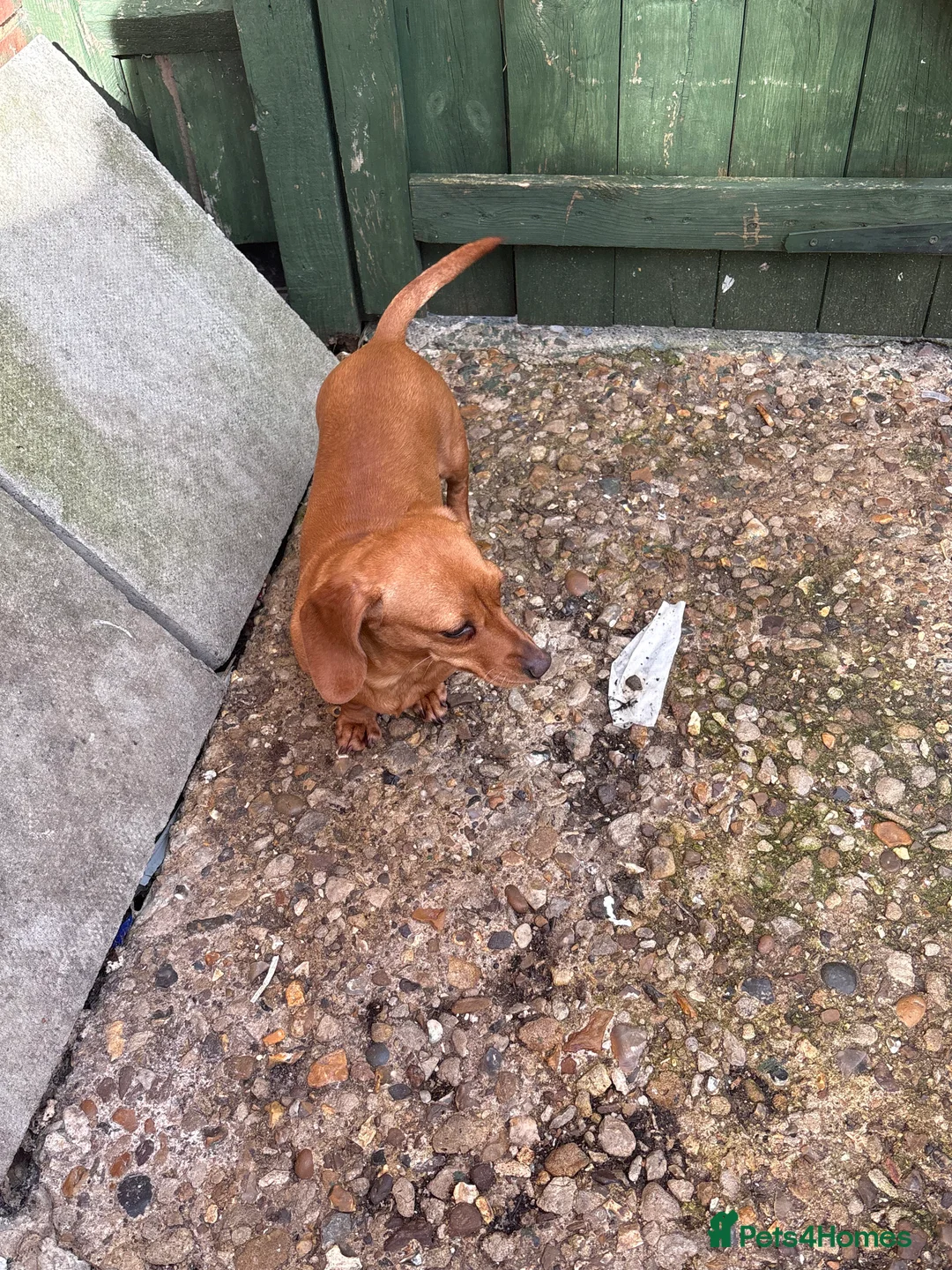 Miniature Dachshund dogs for sale: miniature dachshund for sale  in West Malling - Advert 4