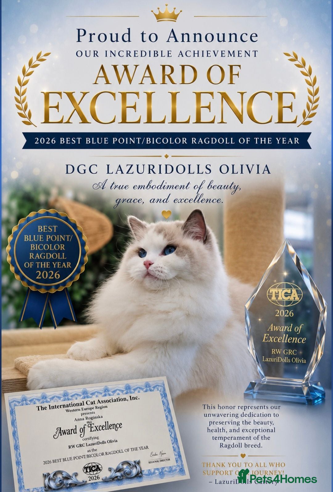 Ragdoll cats 💙🐈✨️🏆Exclusive kittens💙Champion lines✨️ - Advert 2