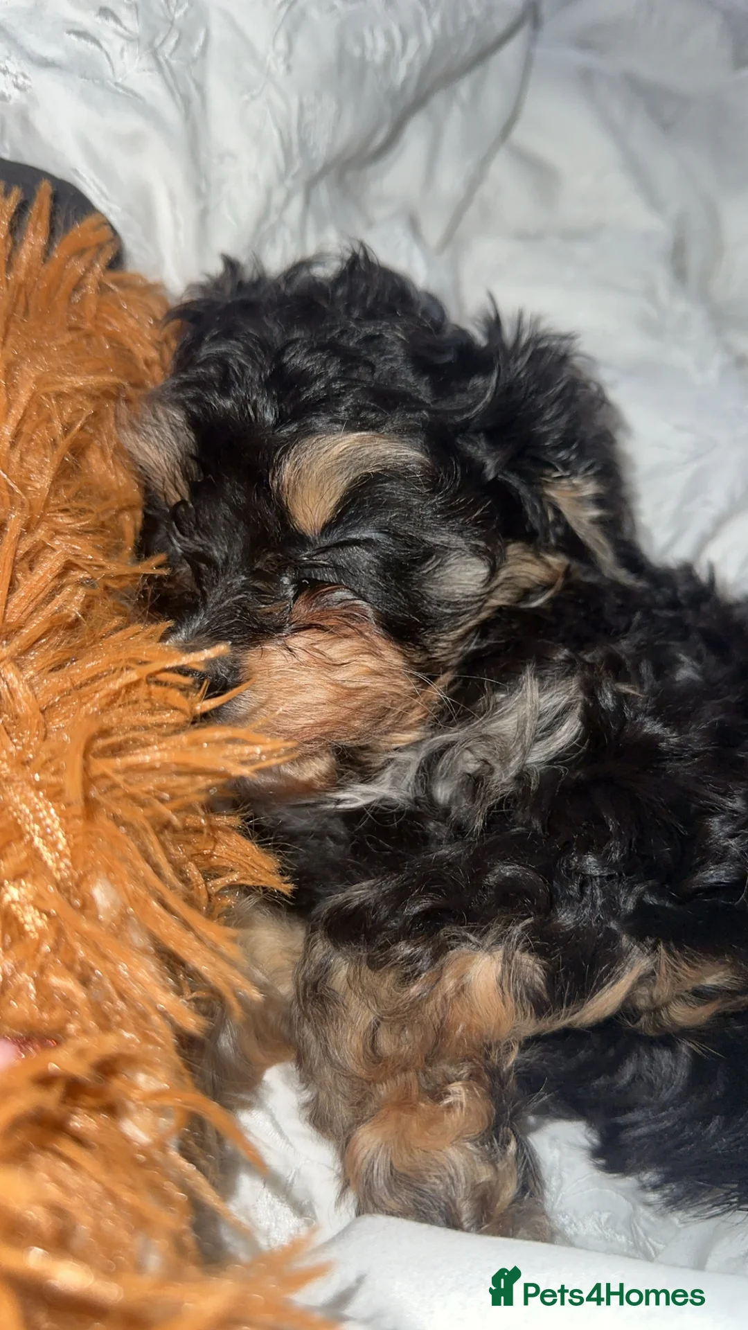 Cavapoo dogs for sale: Cavapoo - Advert 8