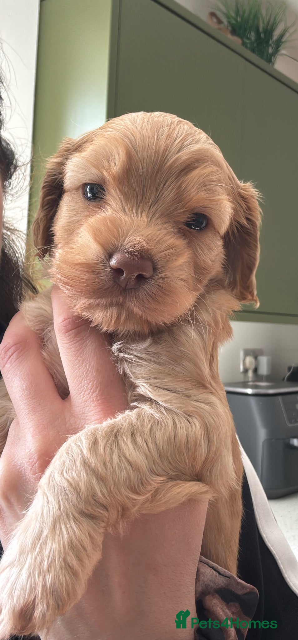 Cockapoo dogs ✨Stunning F1 Cockapoo Puppies✨ Doncaster 📍 - Advert 10
