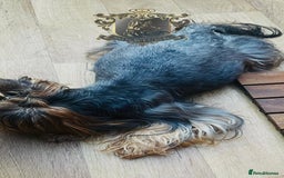 Yorkshire Terrier dogs for sale: KC REGISTERED DNA TESTED PARENTS MINIATURE YORKIES - Image 5