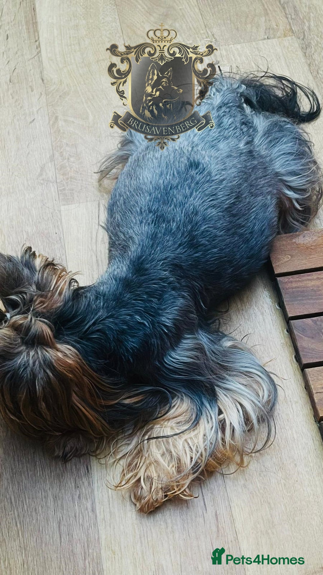 Yorkshire Terrier dogs for sale: KC REGISTERED DNA TESTED PARENTS MINIATURE YORKIES - Image 5