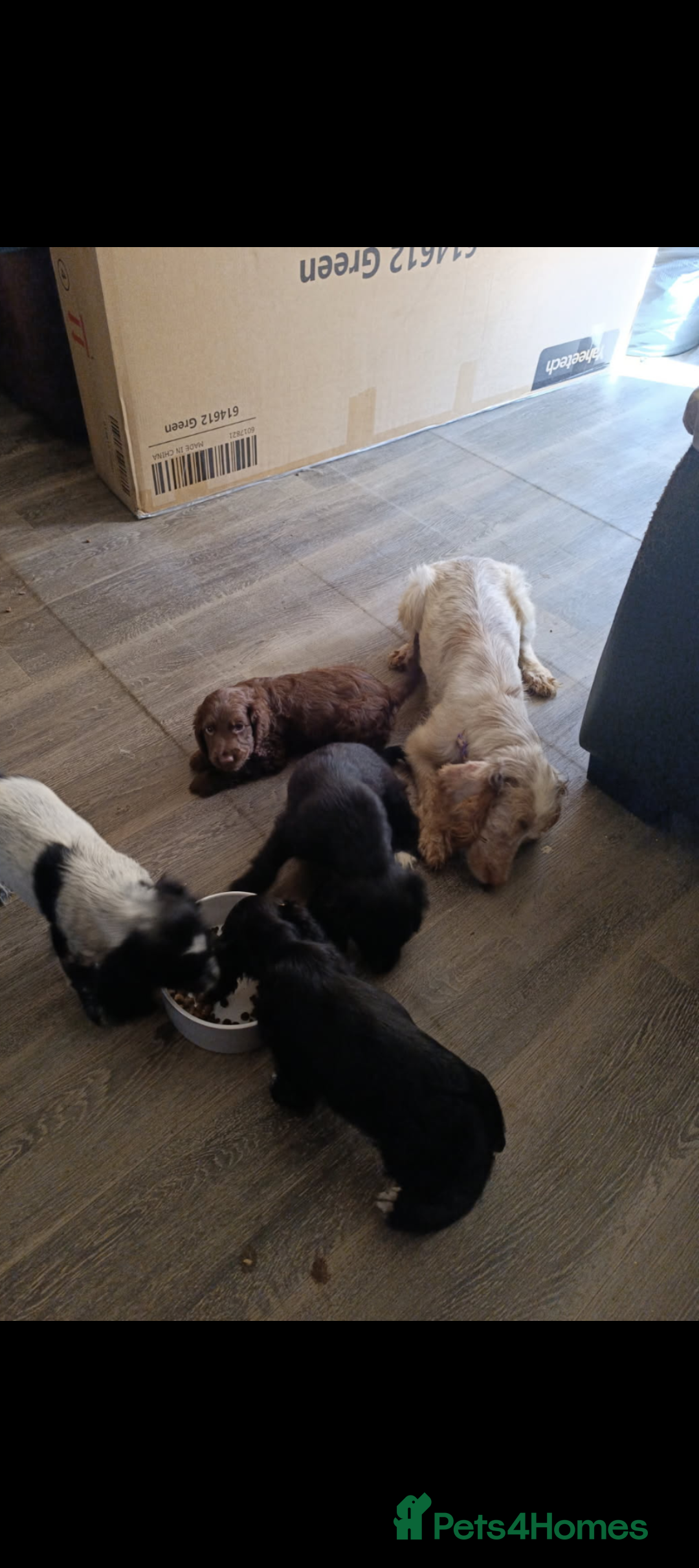 Cocker Spaniel dogs for sale: Cocker spaniel pups - Image 4