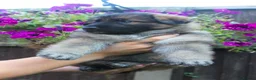 German Shepherd dogs for sale: Beautiful German sheppard puppies - Advert 25