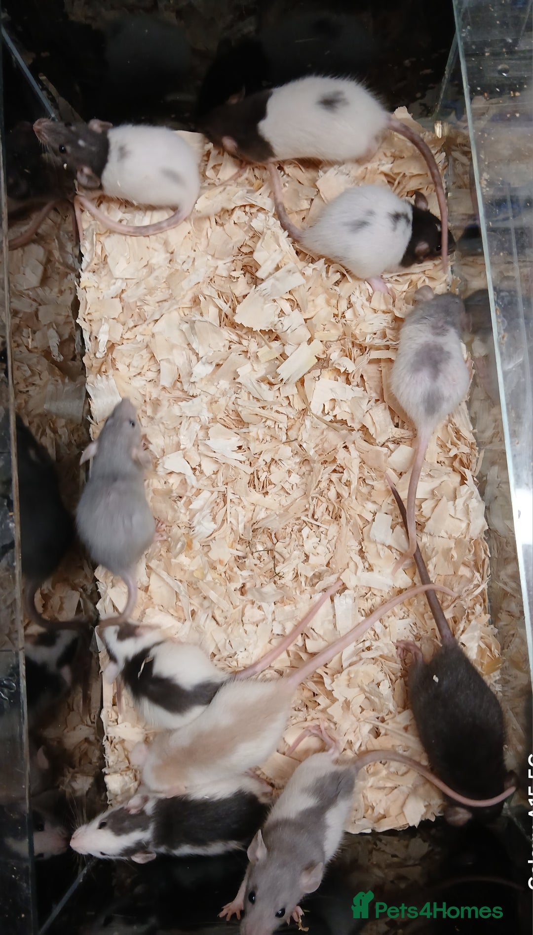 Rat rodents for sale: Baby Dumbo Rats Females  - Image 7