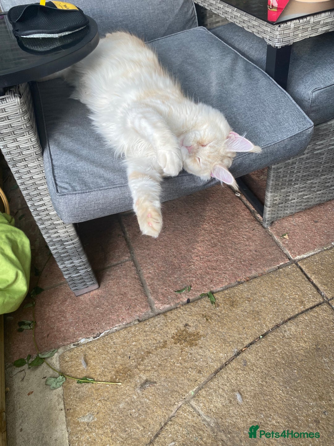 Maine Coon cats for sale: Beautiful girl  - Image 6