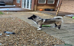 Akita dogs for sale: 4 year old Akita  - Image 29