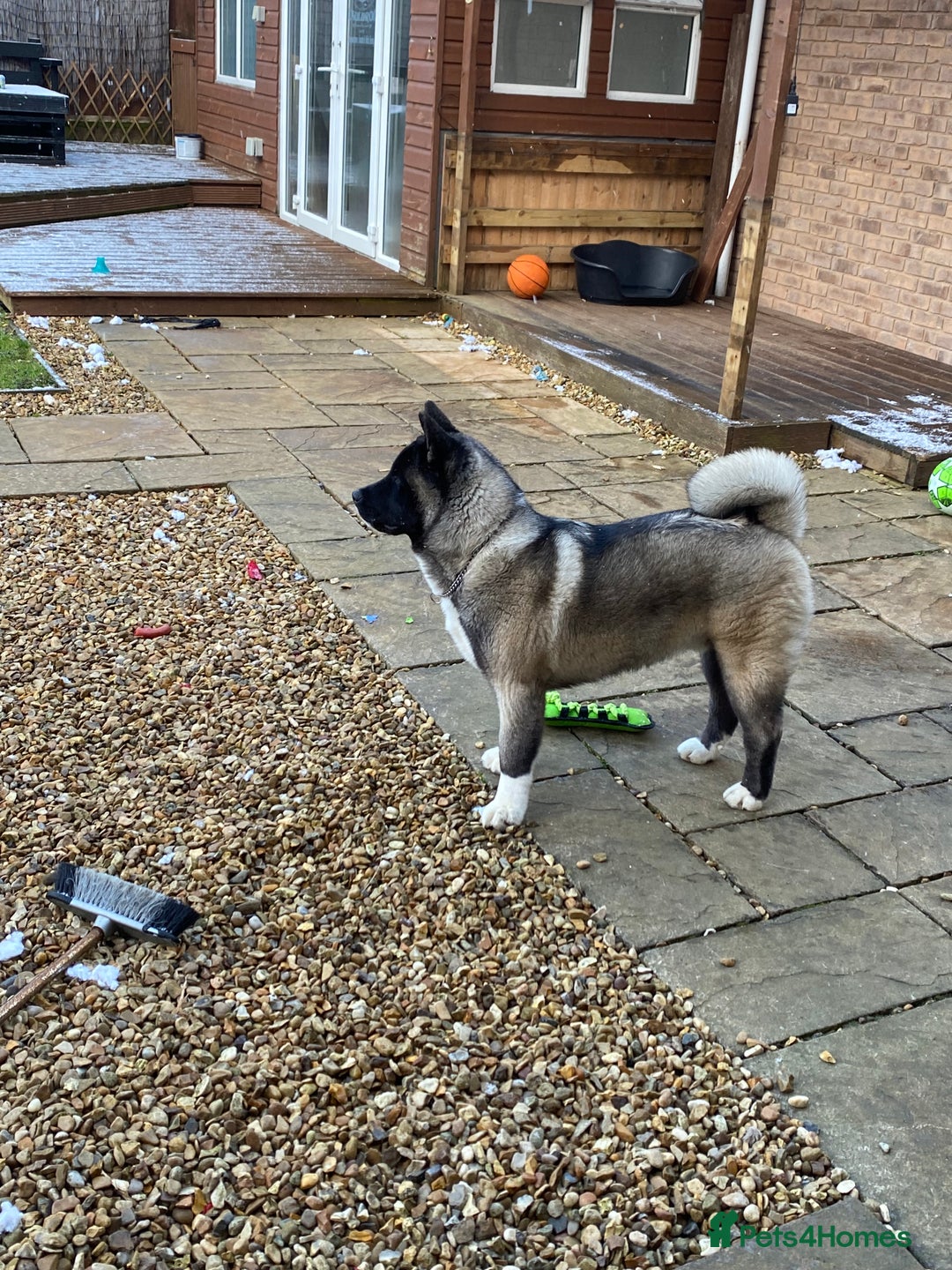 Akita dogs for sale: 4 year old Akita  - Image 29