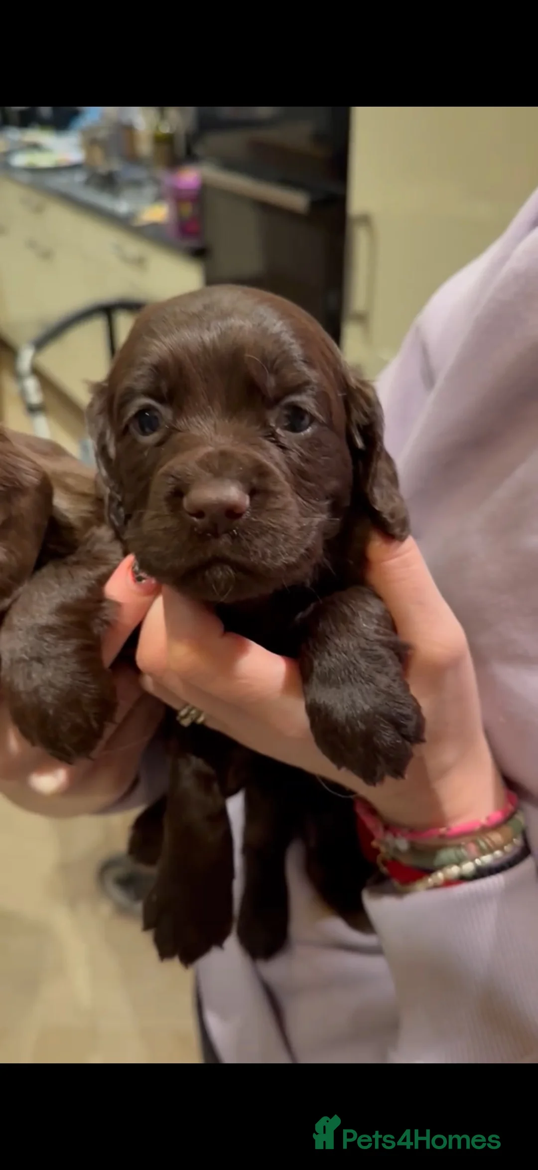 Cocker Spaniel dogs for sale: Outstanding Working Cocker Spaniel Puppy Female - Advert 12