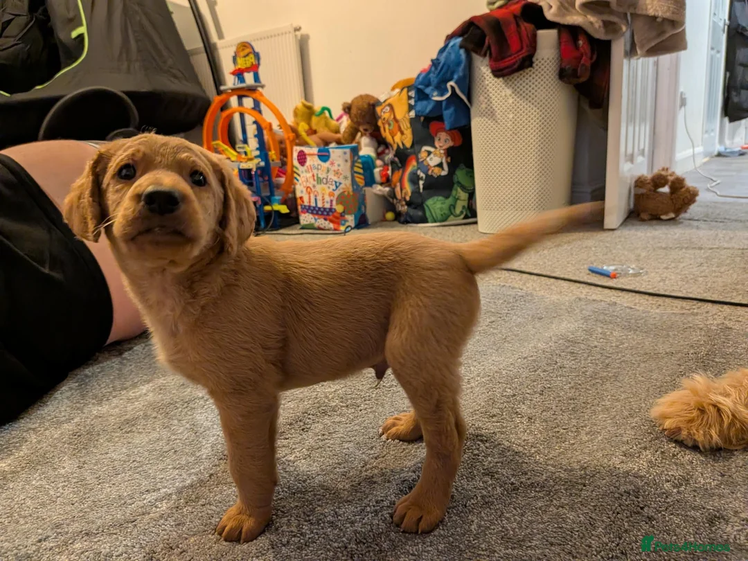 Labradoodle dogs for sale: Stunning F2 labradoodles  in Ebbw Vale - Advert 13