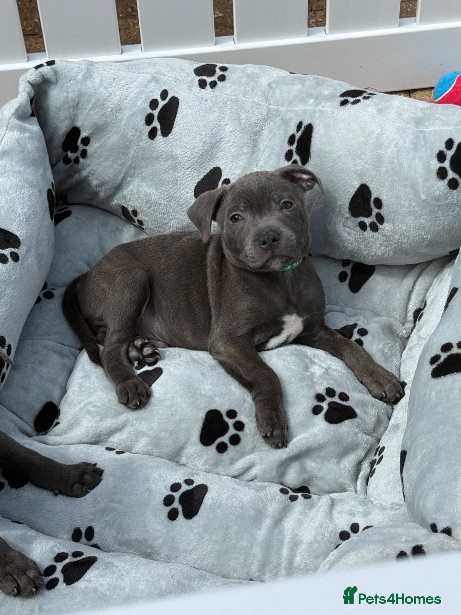 Staffordshire Bull Terrier dogs KC Health Tested SBT Puppies. - Advert 1