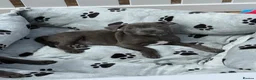 Staffordshire Bull Terrier dogs for sale: KC Health Tested SBT Puppies. - Advert 1