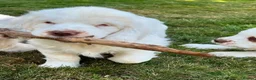 Clumber Spaniel dogs for sale: Quality Clumber Spaniel Puppies  in Malvern - Advert 5
